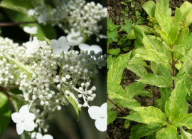 hydrangea paniculata shikoku flash